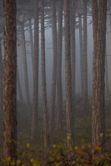 Fototapeta premium misty autumn forest
