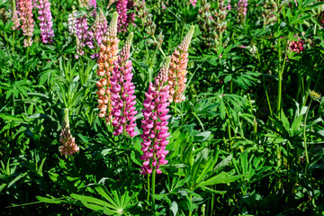 Many vivid pink flowers of Lupinus, commonly known as lupin or lupine, in full bloom and green grass in a sunny spring garden, beautiful outdoor floral background