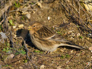 Twite (Linaria flavirostris)