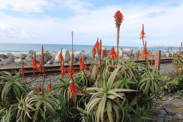 Flowering yucca plants alongside coastal railroad tracks