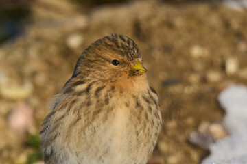 Twite (Linaria flavirostris)