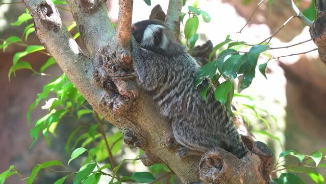 Close up shot of a pregnant mother common marmoset spotted resting on the tree, curiously wondering around its surrounding environment at daytime.