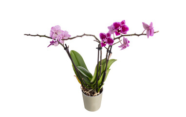 Pink orchid in a pot isolated on transparent background png.