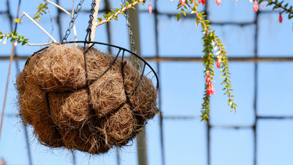 Close-up, bottom-up view of a hanging coconut shell pot. The plant is plantes in a hanging decorative pot.