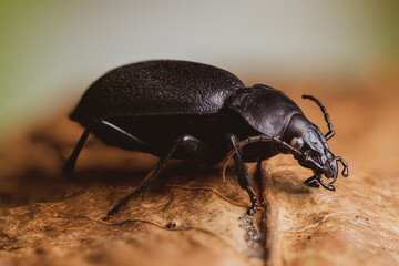 Black beetle Carabus coriaceus front view 