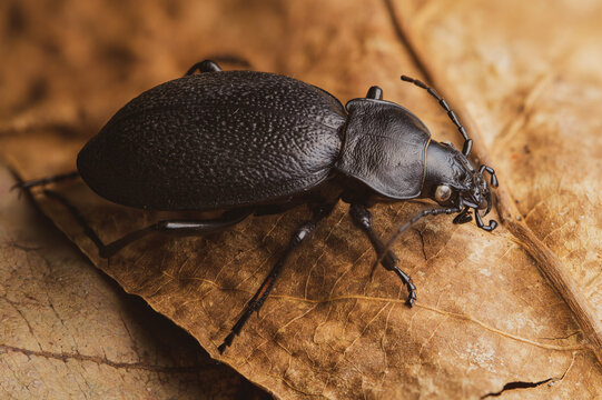 Black beetle Carabus coriaceus front view 