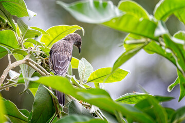 Close up of a Little Wattlebird perched on branch in tree amongst green leaves  in NSW, Australia,