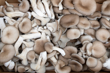 Arinji mushrooms, forest mushrooms, growing in a habitat