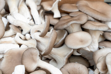 Fototapeta na wymiar Growing organic forest mushrooms in a habitat