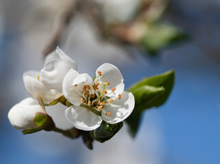 Branch with cherry blossom on fruit tree in garden. Blossom in spring. With bokeh.