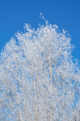 Iced birch tree covered with snow. Frozen branches covered with ice crystals