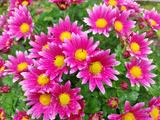 blooming pink chrysanthemums in the rain close up