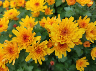 orange chrysanthemums in bloom in garden