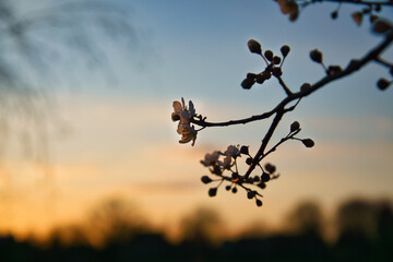 Fototapeta premium Branch with cherry blossom on fruit tree at sunset. Blossom in spring. With bokeh