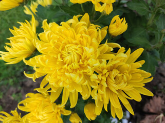 yellow chrysanthemum with large flowers close up