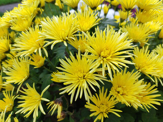 yellow blooming chrysanthemums with thin petals