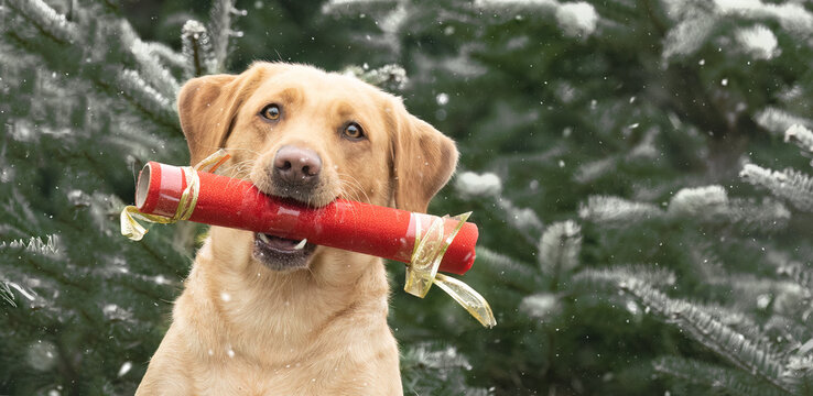 Dog Winter christmas pet
