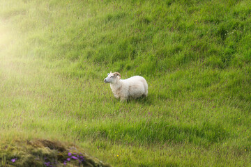 Obraz na płótnie Canvas Sheep grazing on grassland in countryside