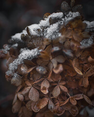 Schnee auf Hortensien