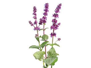 Purple flower of lilac sage or whorled clary isolated on white