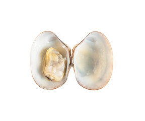 Fresh opened clam shell isolated on white background
