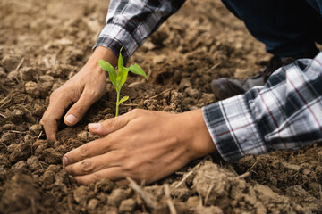 Human Hands Planting Young Green Plants.