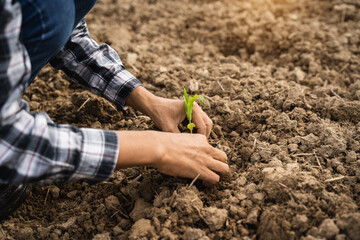 Human Hands Planting Young Green Plants.