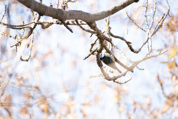 Herrerillo común (cyanistes caeruleus) colgado de una rama sobre un árbol y un cielo difuminado claro