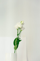 ramo de rosas blancas sobre fondo blanco y tallo verde estilo minimalista elegante y limpio