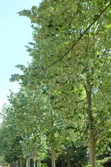 Fototapeta na wymiar FU 2022-07-15 LeipStadt 360 Die Linden haben Blätter in unterschiedliceh Grüntönen