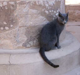 Cat at the Isis temple, philae island, aswan, egypt 