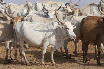 Zebu cow grazes on field in Senegal, Africa. Zebu (Bos indicus or Bos taurus indicus) - indicine cattle or humped cattle (fatty hump). Farm in Senegal. Livestock in Africa. African domestic animal
