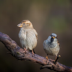 House sparrow
Passer domesticus