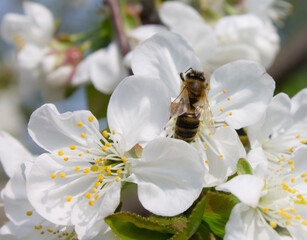 the bee's flight to the cherry tree's spring flower in the park.