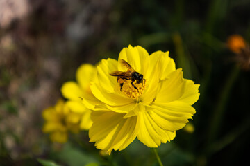bee on yellow flower