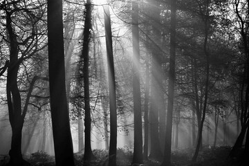 Naklejka premium sunlight 