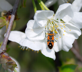 the bee's flight to the cherry tree's spring flower in the park.