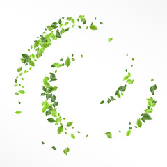 Lime Leaf Nature Vector White Background Banner.