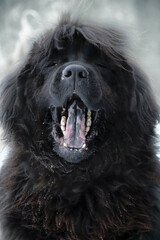 dog dogs 