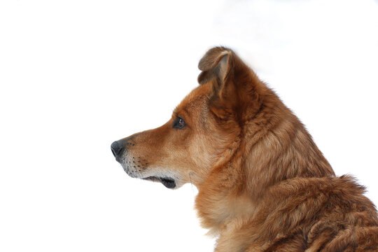 dog dogs 