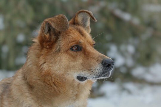 dog dogs 
