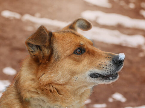dog dogs 