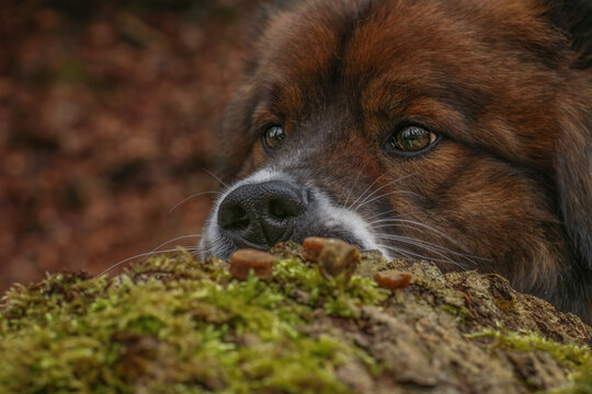dog dogs 