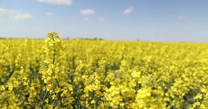 field of yellow rapeseed and sky