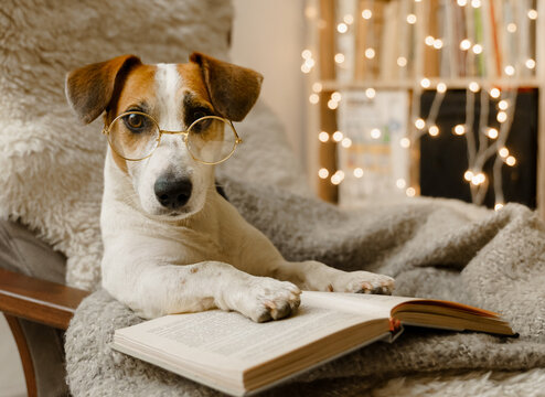 Smart dog in glasses, sits with a book in a chair.