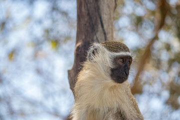 Adorable small monkey playing at the beach of Indian ocean at tropical resort in Mozambique