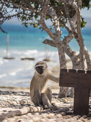 Adorable small monkey playing at the beach of Indian ocean at tropical resort in Mozambique