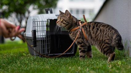 The owner holds a gray striped cat by the leash at the carrier on the green grass outdoors. 