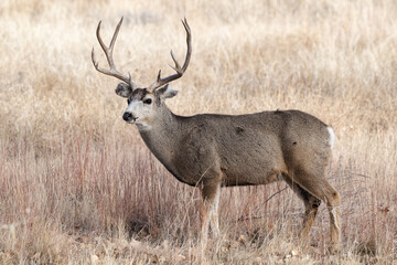 Naklejka na ściany i meble Mule Deer Buck in Tall Grass. Colorado Wildlife. Wild Deer on the High Plains of Colorado