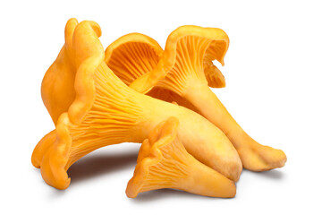 Chanterelle or girolle mushrooms (Cantharellus cibarius) isolated png - obrazy, fototapety, plakaty